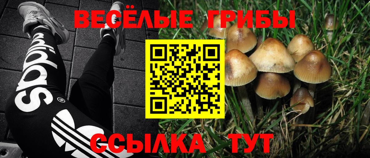 Галлюциногенные грибы Cubensis Подольск